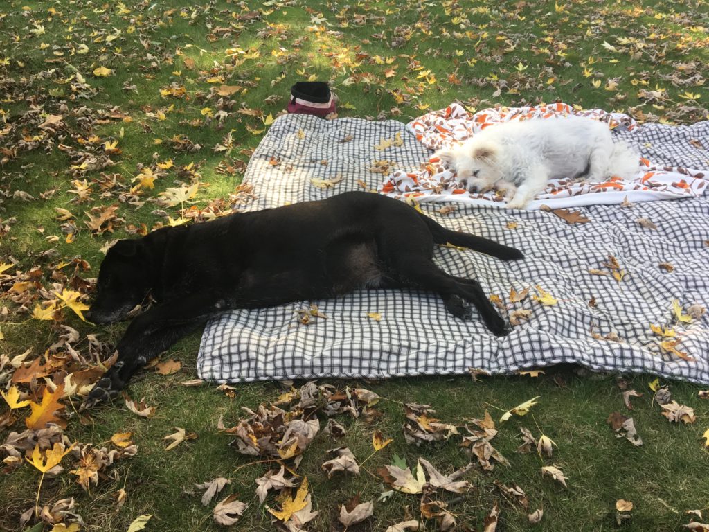 two old dogs asleep on a blanket on the lawn, while autumn leaves fall all around them