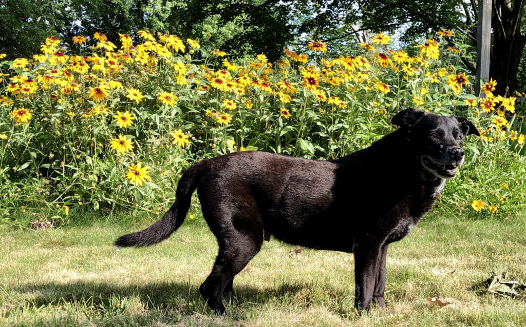 black dog standing in front of yellow sunflowers